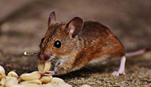 24 Hour & Emergency Exterminators in Petersburg, IL